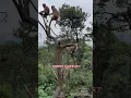 Download Lagu This Monkey Just Outsmarted Everyone! 🐒💡