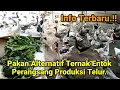 Download Lagu Manfaat Daun Dan Buah Mengkudu Untuk Pakan Ternak Entok Pembibitan.