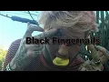 Black Fingernails (clean) - SOWHATIMDEAD X Lil Peep
