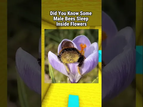 This Happens to Male Bees 😭😁