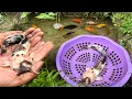 Download Lagu SERU! Serok ikan lele warna-warni, ikan mas koki, ikan komet ikan cupang, ikan sapu-sapu, ikan gabus
