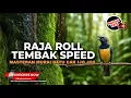 Download Lagu 🔴Suara Burung Cucak Cungkok Full Isian Untuk Masteran Murai Batu Kasar Tajam Roll Speed