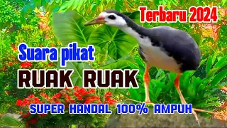 Download SUARA PIKAT RUAK RUAK [] TERBARU [] AMPUH MP3