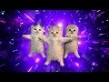 Three Kittens dancing to Bemax - COOL what you think that we think is cool