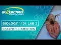 Biology 1101 Lab 2 Crayfish Dissection