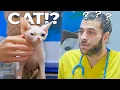Download Lagu BÖYLE BİR KEDİ GÖRMEDİNİZ! (Bu Kedi Bir SFENKS DEĞİL!)