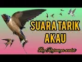 suara walet | suara tarik Walet | AKAU | raja walet