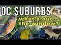 What birds can you find in a Southern California suburb