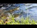 Download Lagu Нежное журчание ручья. Звук ручья, звуки природы