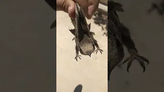 طير الأبابيل 