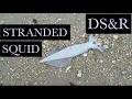 Stranded Squid Mermaid Tears - New Jersey Beachcombing Finds