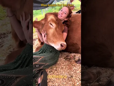 Animals Who Knew Their Humans Needed Love #animals #pets #wholesome
