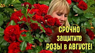 PROTECT YOUR ROSES IN AUGUST URGENTLY Cocktail Recipes For FALSE POWDERY MILDEW On Roses 