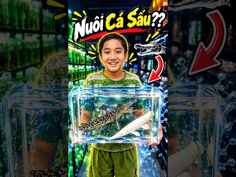 Nuôi cá sấu hoả tiển platium khổng lồ #bettasales #ngocdiemaquarium #baoiba #cacanh #viral