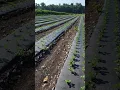 Download Lagu Strawberry plants for 2024 harvest @Brecknock Orchard #harvest #berry #strawberry