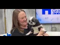 Full show Meet the woman who saved the interstate dog
