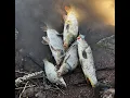 Ascarate Lake fishing for carp May 13 2024