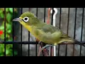 Download Lagu Burung Pleci Kecial Kuning | Kecial Kuning