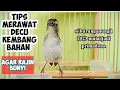 Download Lagu CARA MERAWAT BURUNG DECU KEMBANG AGAR RAJIN BUNYI