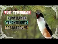Download Lagu Cendet Full Tembakan Kuntilanak | Tengkek Buto | Gereja Tarung || Materan Cendet Paud