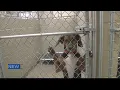 Ohio County Animal Shelter rolls out new rules for adoption