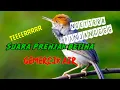 Download Lagu Suara prenjak betina dan gemercik air !! untuk masteran murai batu cepat masuk