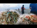 Download Lagu SEKALI TARIK UDANG TOHE SAJA🦐⁉️GASAk UDANG‼️PUKAT TERPANJANG#seafood #udang 