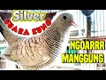 Lagu Suara perkutut silver gacor NGOAR, MANGGUNG - suara besar dan tebal. (semua perkutut nyaut!)