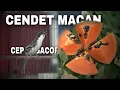 Download Lagu perawatan cendet matahari agar cepat gacor