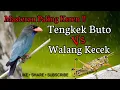 Download Lagu Masteran Tengkek Buto Vs Walang Kecek Speed Rapat