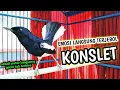 Download Lagu EMOSI LANGSUNG TERJEBOL KONSLET KACER AUTO GACOR !! PANCINGAN KACER GACOR  AMPUH PUTAR SAJA INI