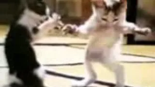 اجمل رقص قطط على اغنية رد على دادا ههههه  اجمل رقص قطط على اغنية رد على دادا ههههه
