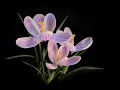 8 Hours of Flowers in 4K Close-ups Serene Piano Music to Meditate
