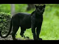 Download Lagu Most Viral ringtone,New  ringtone 2022 with black panther