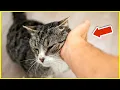 THIS Is Why Cats Bump Their HEADS Against You
