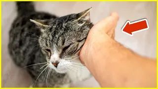 THIS Is Why Cats Bump Their HEADS Against You