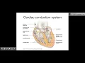 Cardiovascular