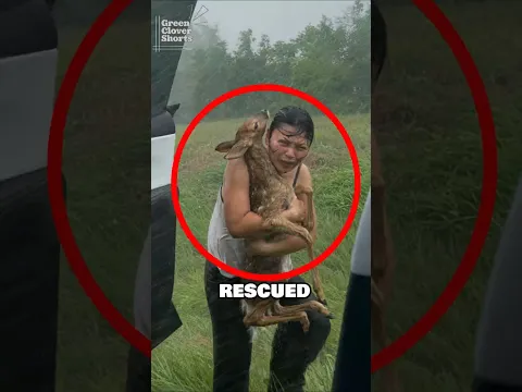 This Woman Rescued a Baby Deer From a Storm 😳
