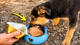 we rescued a hungry puppy