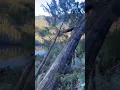 Download Lagu work is a pleasure #shortsfeed #stihl #treecutting #youtube #chainsaw #ytshorts #tree #yt #shorts