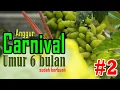 Download Lagu Agar Anggur CRV/Carnival Cepat Berbuah - Pohon Anggur Juga Butuh CAMILAN?