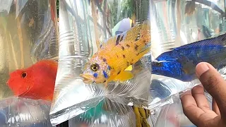 Colour fish market || Aquarium fish