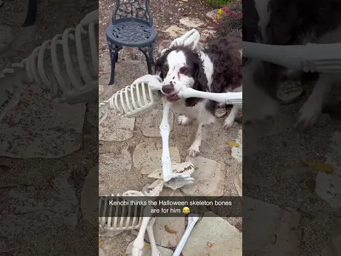 Give him all the bones