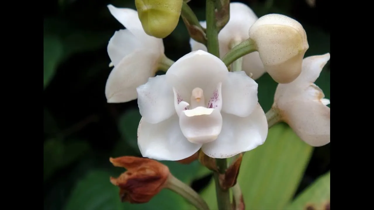 COMO CUIDAR DE ORQUIDEAS, COMO CUIDAR DE ORQUIDEA