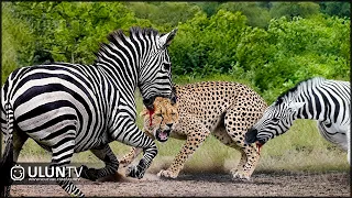 CHEETAH Tries to Hunt a ZEBRA, Receives a DEADLY Kick Instead!