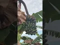 BERKEBUN PISANG DI KALIMANTAN