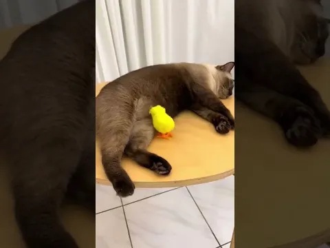 Funny animals