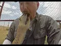 Download The MeerKat Dentist | Comparing Private Social & Animal Healthcare Medicine With Weasel Witch Doctor mp4 3gp mp3 videos - waplic