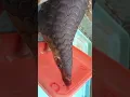 Download Lagu Rescue trenggiling masuk rumah  Pt.4 #pangolin #trenggiling #saveanimals  #hewaneksotis #hewanunik