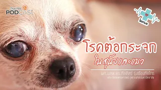 แผลที่กระจกตาในสุนัขเกิดจากอะไร และมีอาการอย่างไร